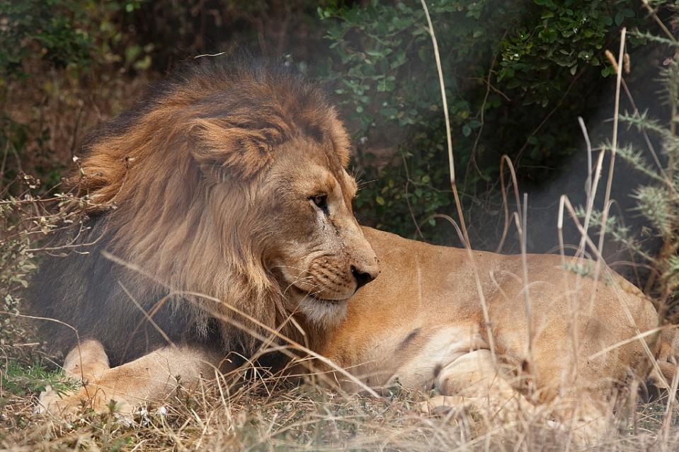 Ethiopia's 'iron Lion Zion' Cats Fading Fast - Rastafari Tv™ 