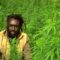 jamaica-marijuana-1_0