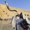 shofar-kotel