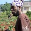 jah mason organic farmin