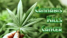 thc-destroys-cancer-cells-rastafari-tv