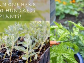 turn-one-herb-into-hundreds-of-plants-rastafari-tv