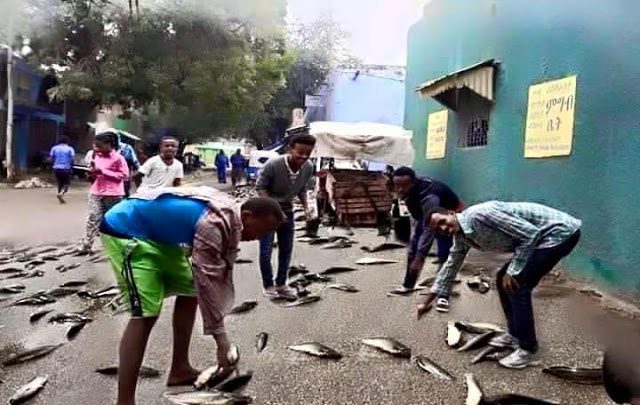 fish rain in Ethiopia