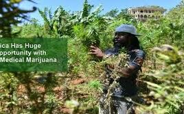 africa medical marijuana