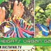 rastafari tv fb live 2018-7-6-Hyah-Heights-Urban-Garden