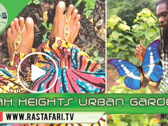 rastafari tv fb live 2018-7-6-Hyah-Heights-Urban-Garden