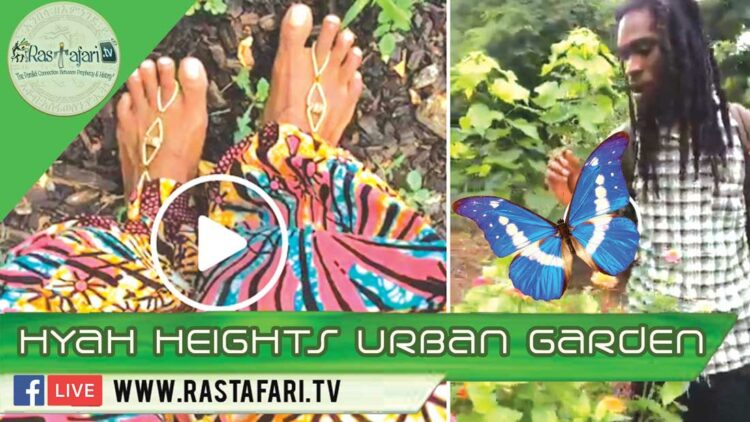 rastafari tv fb live 2018-7-6-Hyah-Heights-Urban-Garden