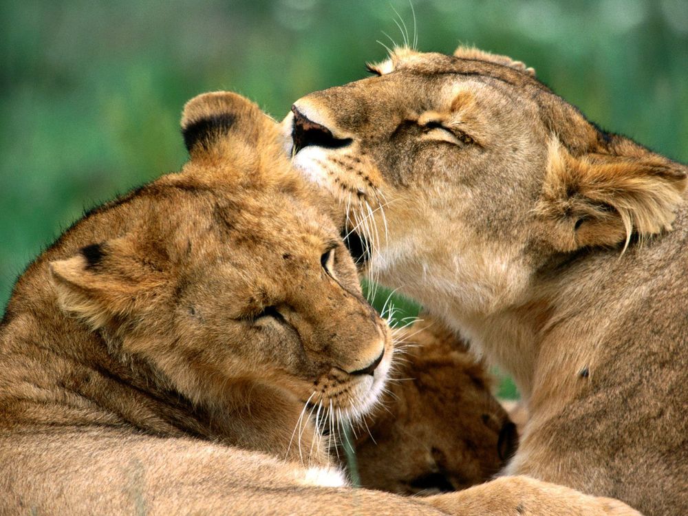 Lion+kissing