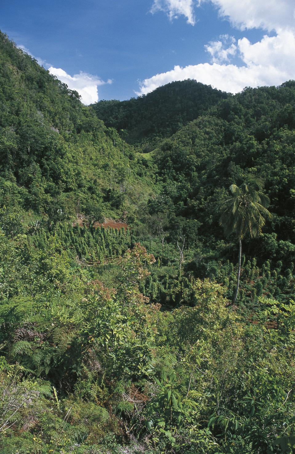 Jamaica, Cockpit Country plateau with tropical forest