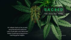 Sacred – The Healing Herb
