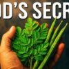 12 Plants With MORE Protein Than Meat (Most People Dont Know #7)