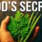 12 Plants With MORE Protein Than Meat (Most People Don’t Know #7)