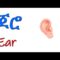 የሰውነት ክፍሎች በአማርኛ እና በእንግሊዝኛ – Body Parts in Amharic and English – New Version 2021