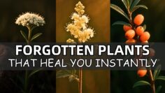 20 Forgotten Medicinal Plants That Will Heal You Instantly