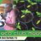 2018 Jan 11, Eco Club Meeting Haile Selassie High – Jamnesia Beach