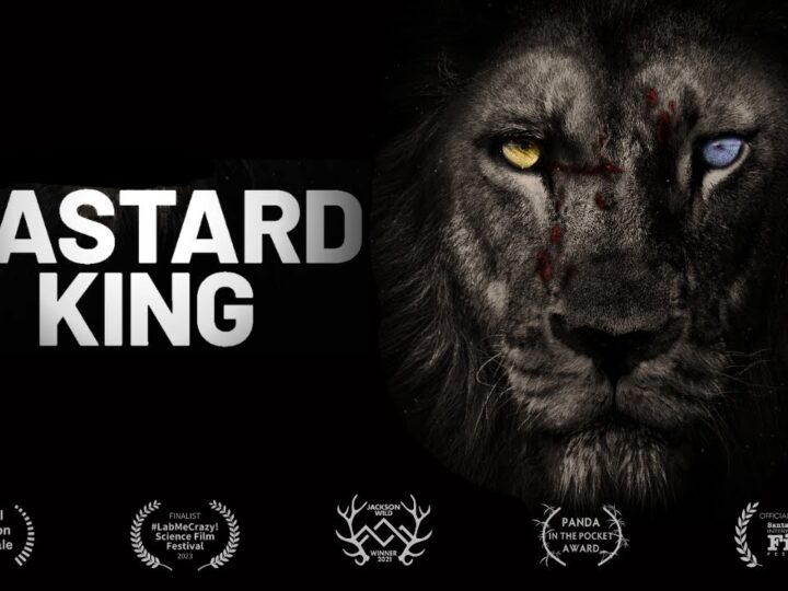 Born to Rule: How a Lone Lion Conquered a Kingdom | Award-winning Wildlife Film