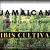Cannabis cultivation | Jamaica Farming weed Rasta man Jamaica Gardening DIY The Crocus Bag Farmer