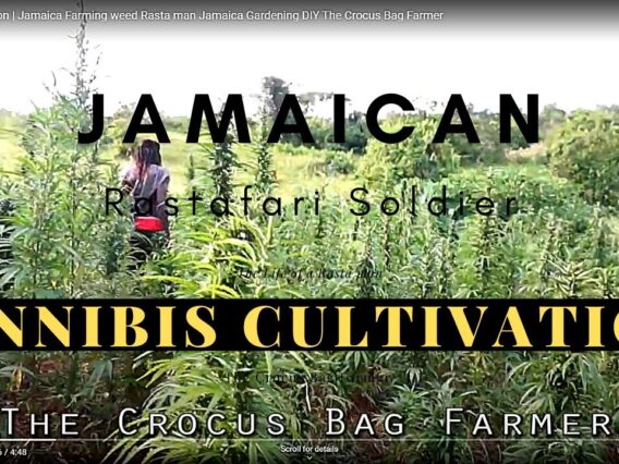 Cannabis cultivation | Jamaica Farming weed Rasta man Jamaica Gardening DIY The Crocus Bag Farmer