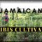 Cannabis cultivation | Jamaica Farming weed Rasta man Jamaica Gardening DIY The Crocus Bag Farmer
