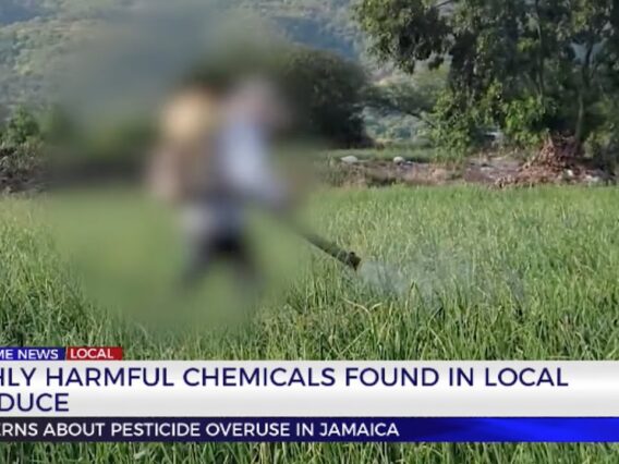 Highly Harmful Chemicals Found in Local Produce | TVJ News