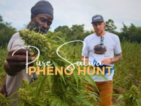 Pure Sativa Landrace preservation and Pheno hunt with Rastafari Church in Antigua | (Episode #1)