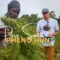Pure Sativa Landrace preservation and Pheno hunt with Rastafari Church in Antigua | (Episode #1)