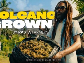 RASTA Farmers Growing SATIVA on an ACTIVE Volcano | St Vincent Pheno Hunt