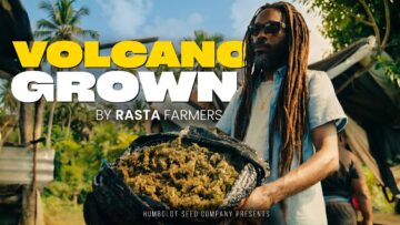 RASTA Farmers Growing SATIVA on an ACTIVE Volcano | St Vincent Pheno Hunt
