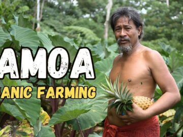 Rasta Sio takes me on a tour of his Organic farm in the Mountains of Samoa