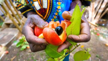 Rastafari Village Food 🇯🇲 100% ITAL FOOD + Jamaican Herb Tour 🌿 with Rasta I-Win!