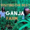 We visited the best Ganja Farm |Negril |Jamaica Vlog |#visitjamaica #ganjatour #rasta #blacktravel