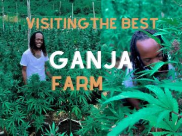 We visited the best Ganja Farm |Negril |Jamaica Vlog |#visitjamaica #ganjatour #rasta #blacktravel