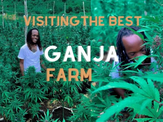 We visited the best Ganja Farm |Negril |Jamaica Vlog |#visitjamaica #ganjatour #rasta #blacktravel