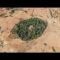 The Church Forests of Ethiopia