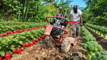 THRIVING After Fired – Man Living Off the Land in the Hills Of St Andrew JAMAICA
