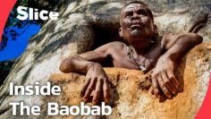 The Last Baobab Digger: Turning Living Trees Into Giant Water Tanks | SLICE | FULL DOCUMENTARY